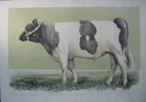 Oudkerker Frederik. (Cow). 71 x 104 cm.